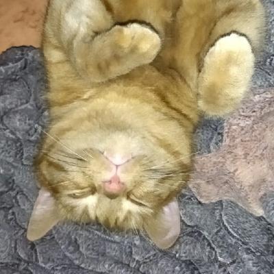 Петр Ступников