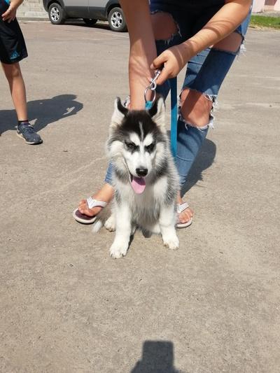 Король Туткин