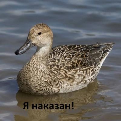 Михаил Дегтярев