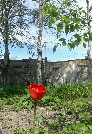 Алексей Гаврилов